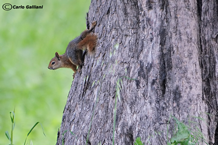 Scoiattolo di persia (Sciurus anomalus). Lesbo